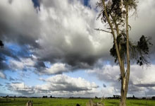 扎切罗尼:莱奥是脆弱的天才 米兰球员必须学会如何与压力共存.